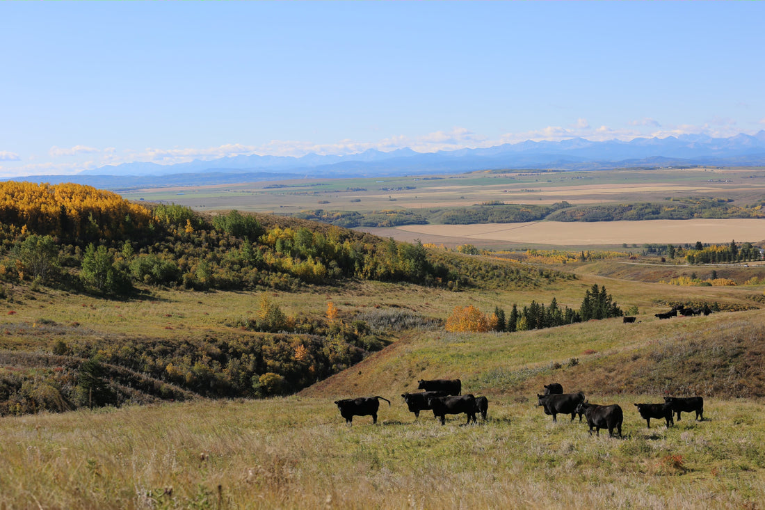 Hamilton Farms Premium Angus Beef