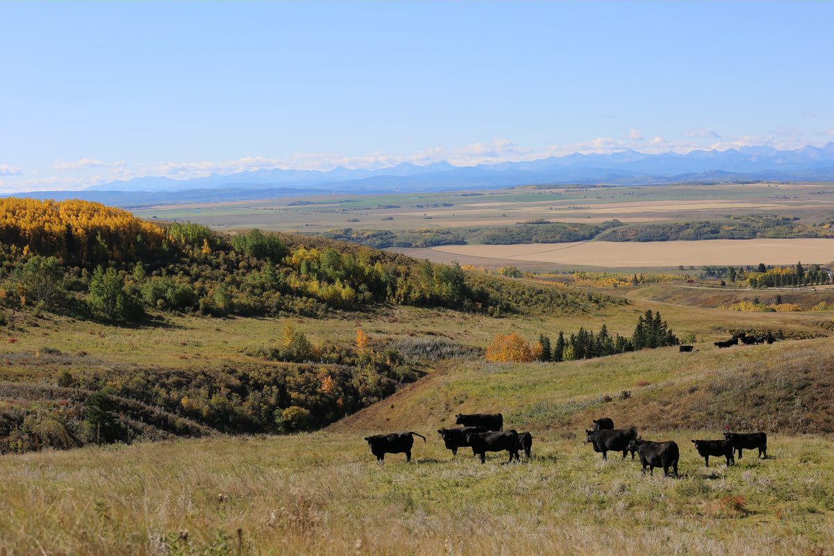 Hamilton Farms Premium Angus Beef
